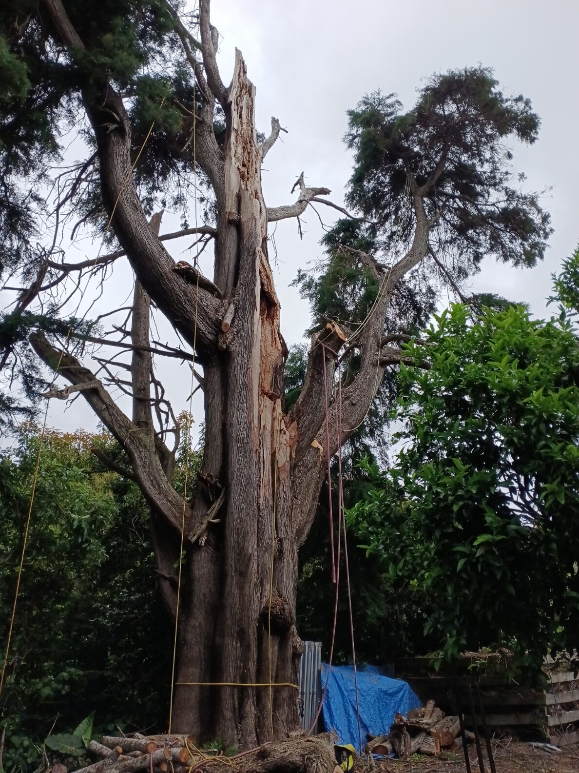 Tree Removal